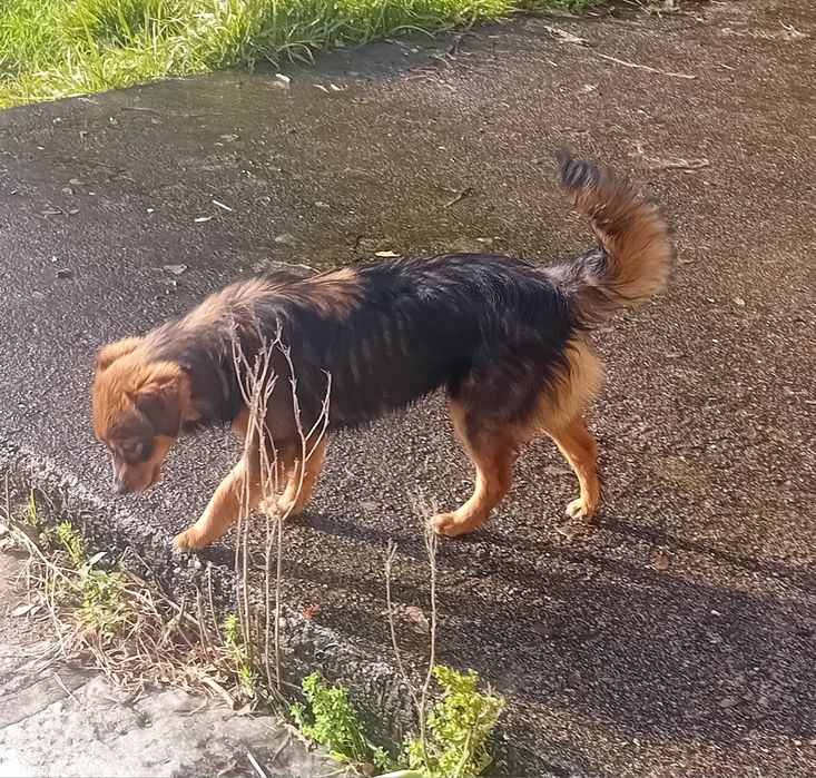 Cães para adopção