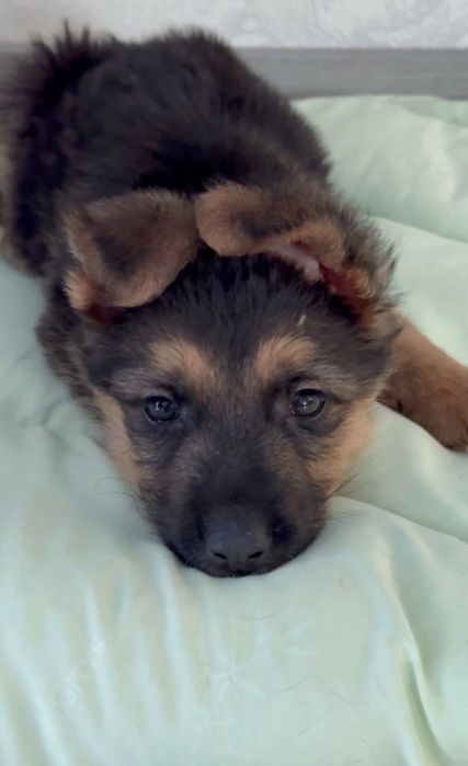 Щеня Савушка метис вівчарки шукає родину