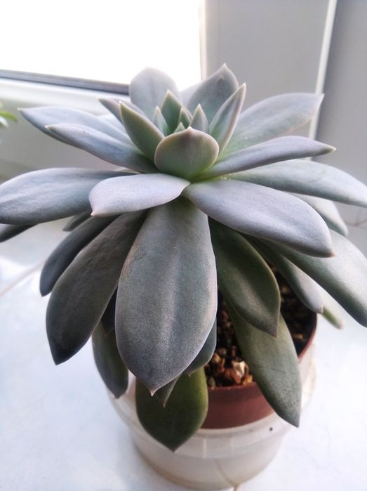 Суккулент Эхеверия