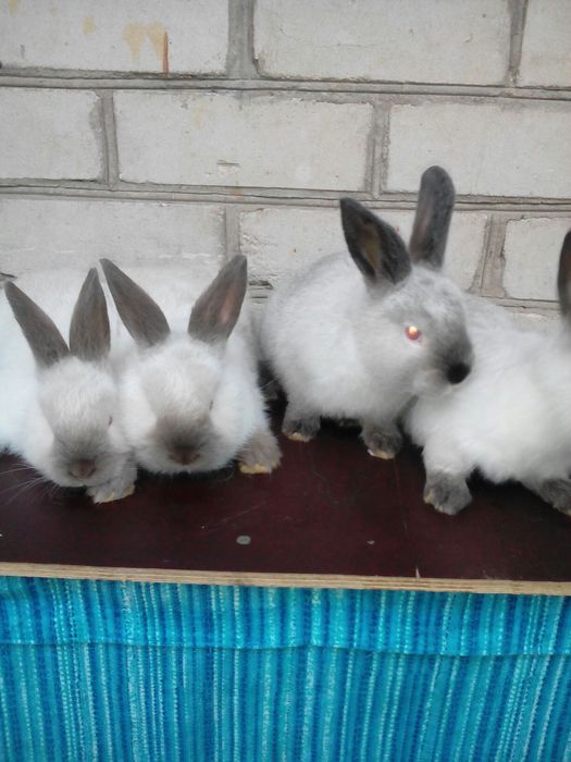 Каліфорнія кролики.