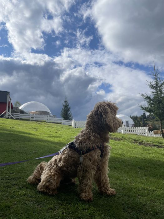 В'язка з хлопчиком Мальтіпу