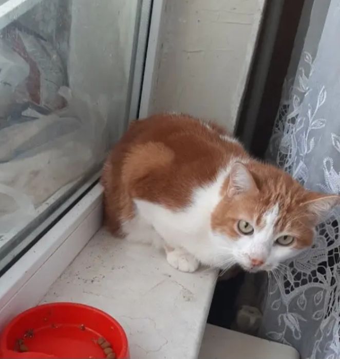 Отдам даром в добрые руки котика и кошечек