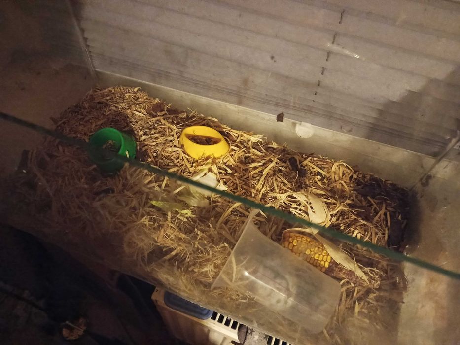 chomiki z  akwarium duzym ,