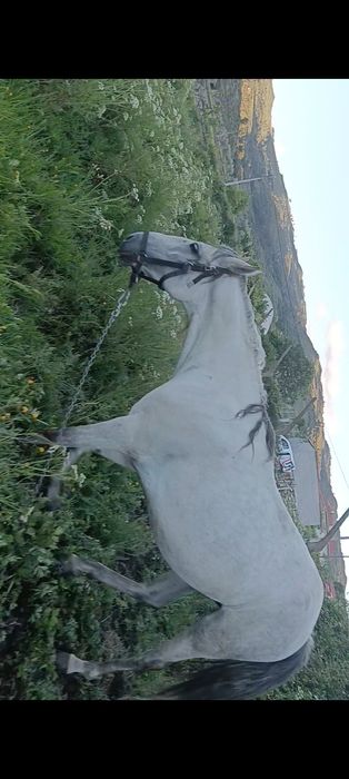 Venda de 2 cavalos 4000€
