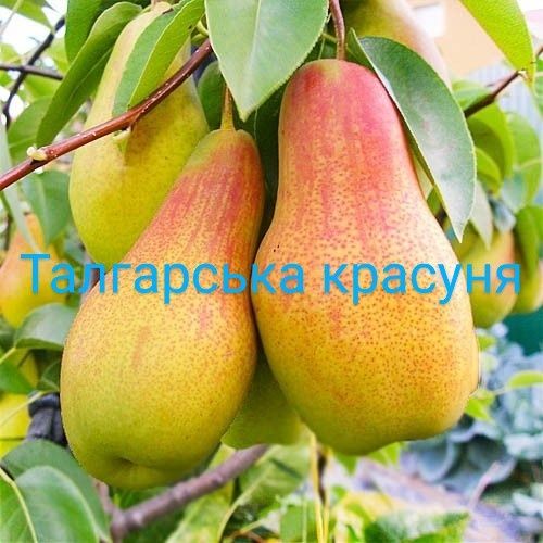 Саджанці плодових дерев