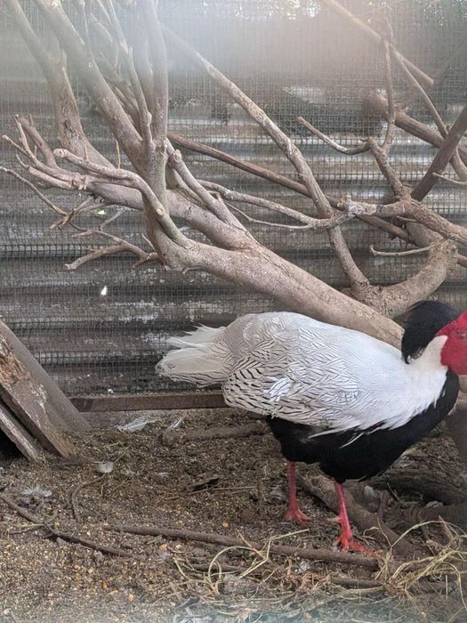 Casais de Faisões Prateados (Silver Pheasant) Adultos