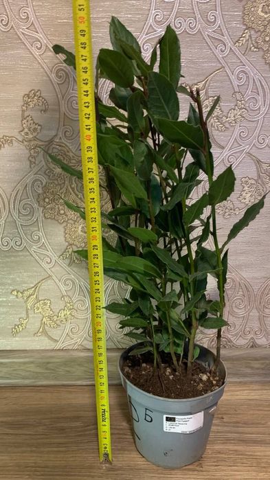 Лавр Шляхетний /Лаврове дерево