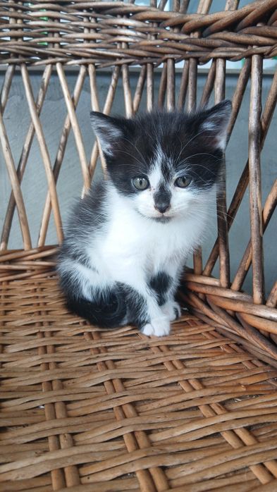 Котик.   2 міс.             .
