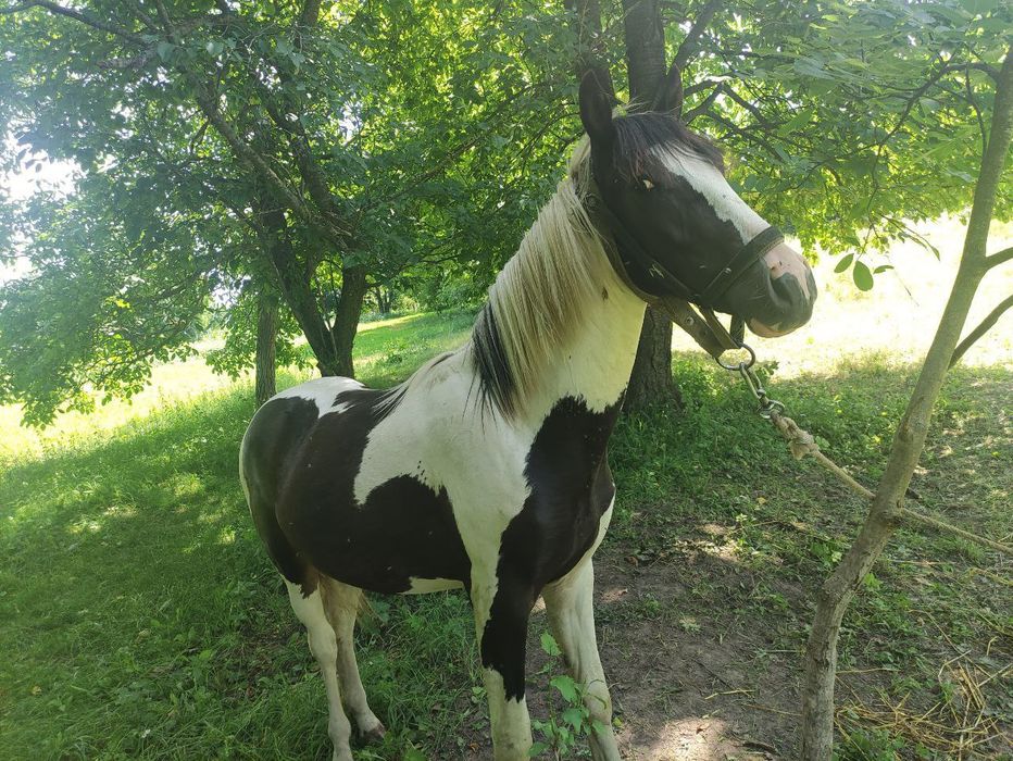 Молодий, породистий жеребець