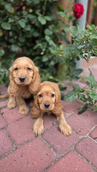 Cocker Spaniel Angielski