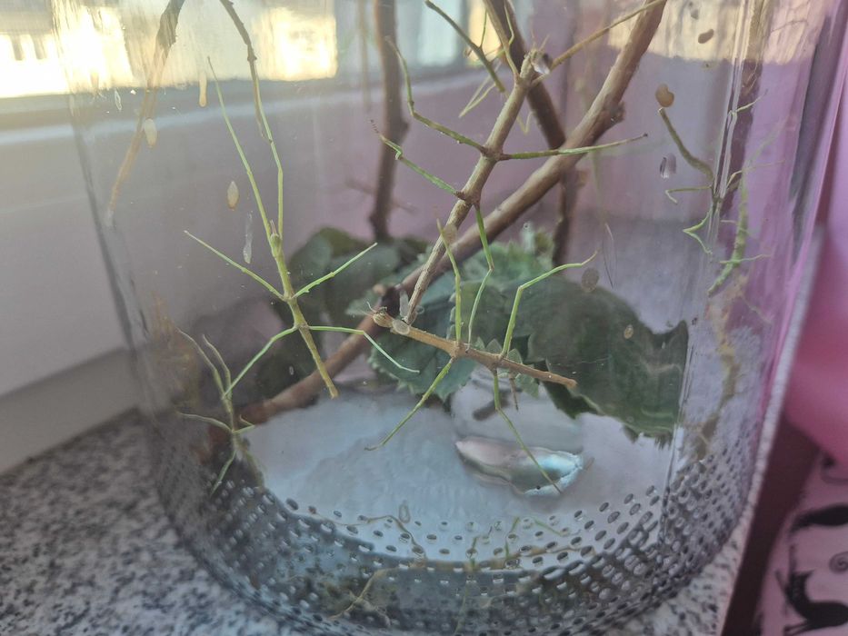 sprzedam patyczak rogaty Medauroidea extradentata odbiór Dobrzykowice
