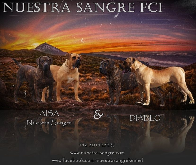 Presa Canario ZKwP(FCI) / Zapowiedź