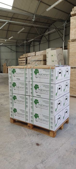 Paulownia Stump XXL raiz descoberta. Oferta Inverno 2025