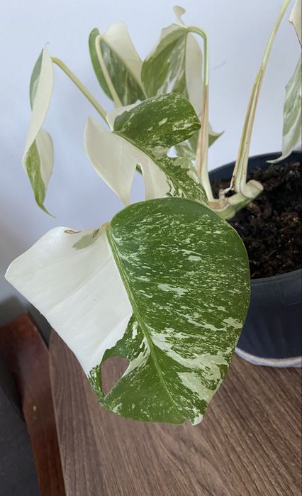 Monstera variegata