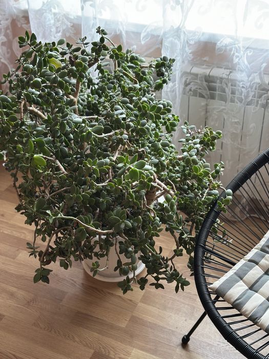 Грошове дерево(товстянка,красула), висота 70 см