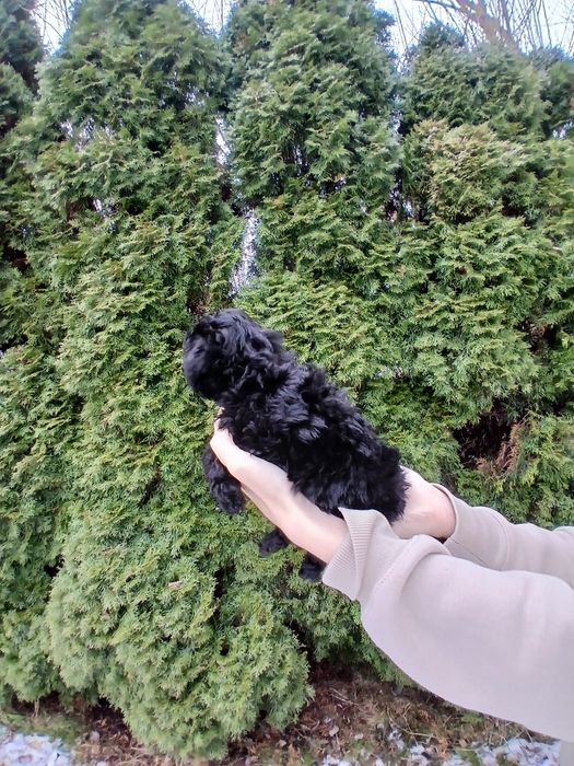 Pudel toy/ miniatura chłopczyk