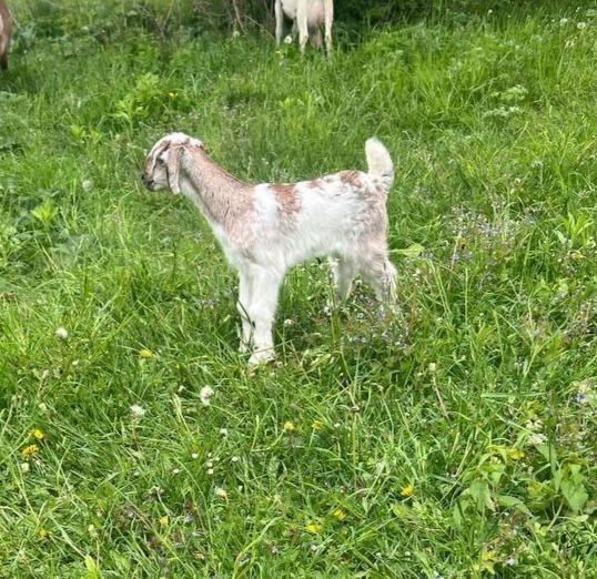 Англонубійські козенята