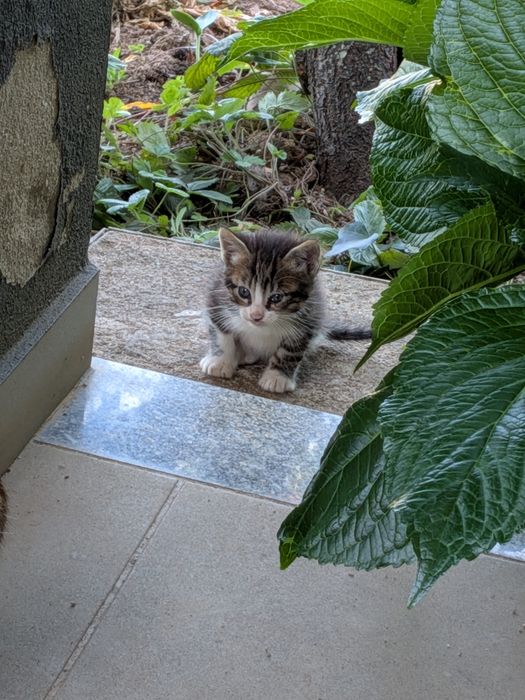 Gatinhos bebés para adoptar