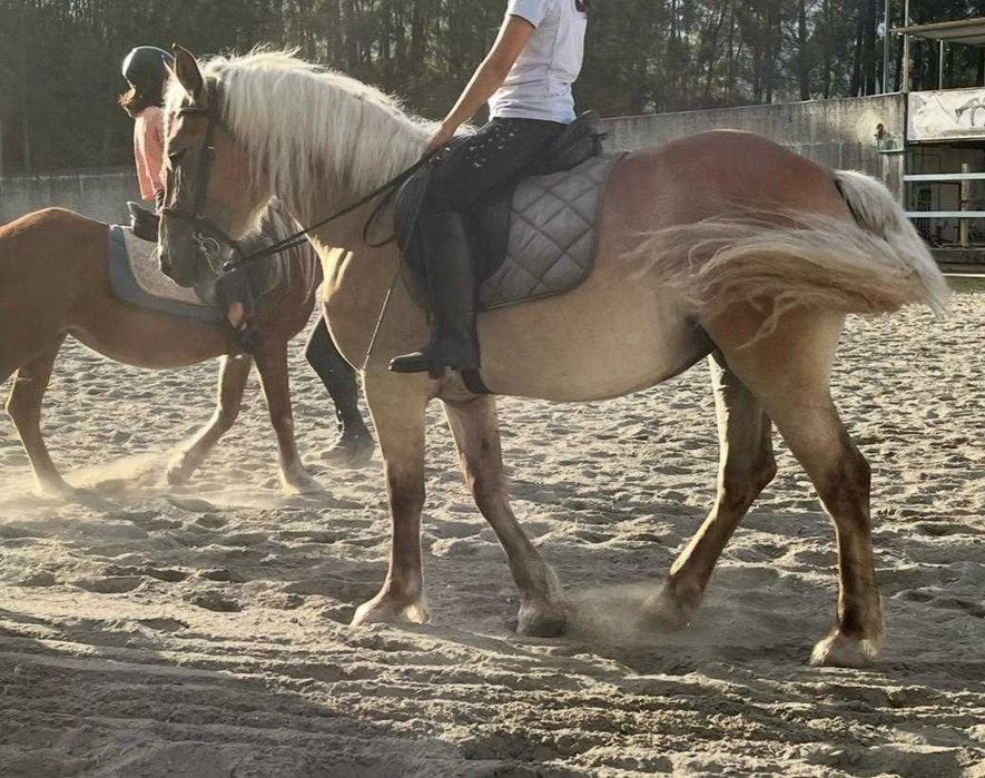 Égua palomina 4 anos