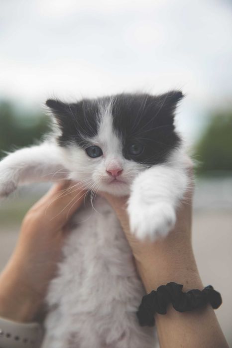 Кошеня Чесс 1,5 міс., дівчинка