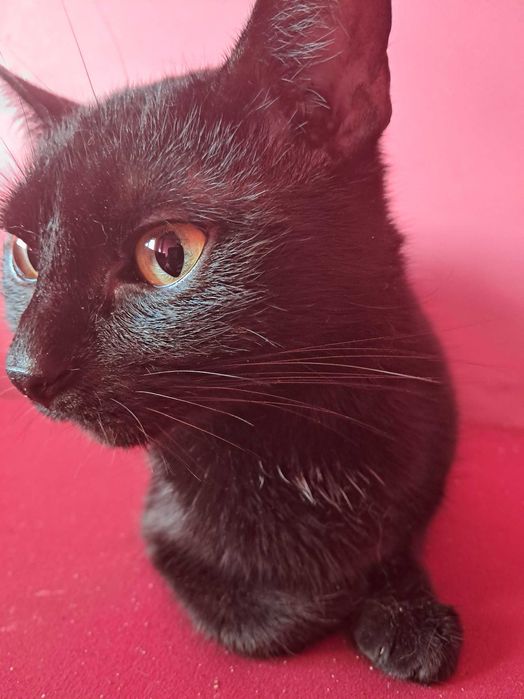 Oddam kotke za darmo