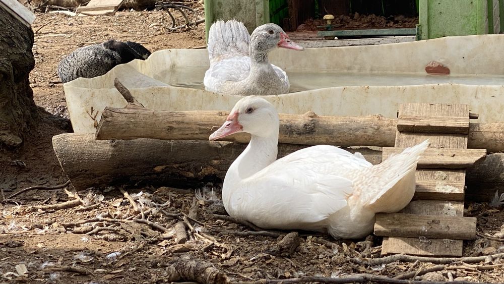 Patos-mudos (de olhos azuis!)