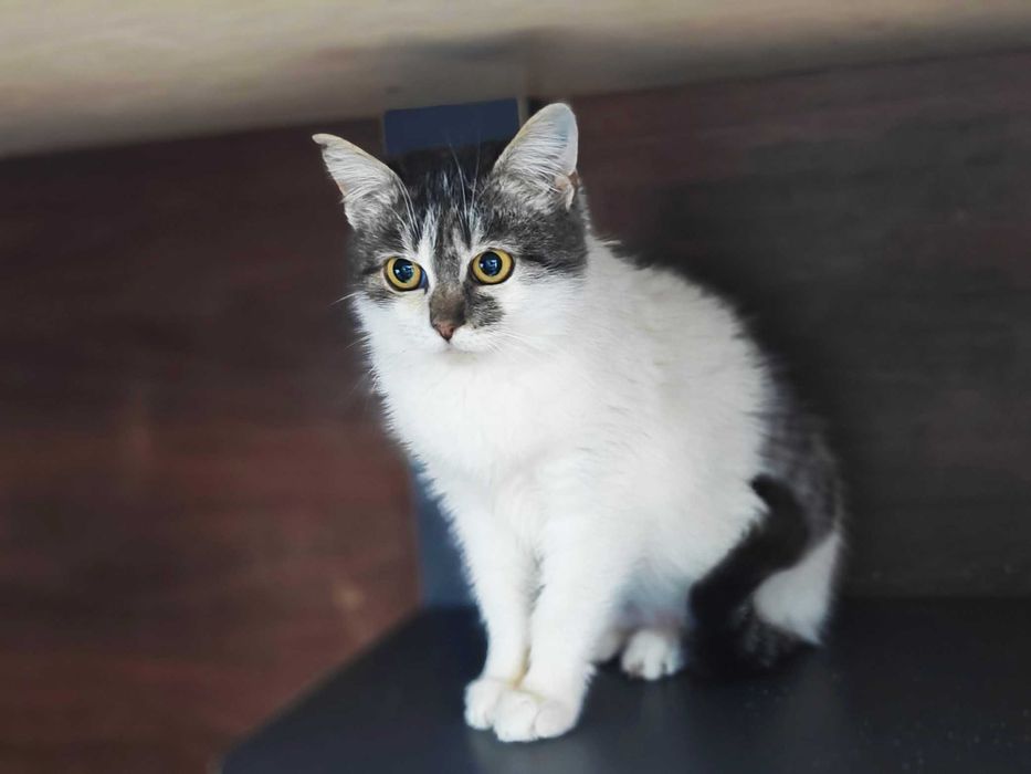 Маргоша 4міс кошенятко кошеня котеня котик кот кошка кіт кошечка