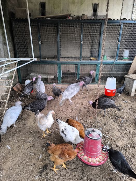 Vendo perus selvagens nascidos em 2025