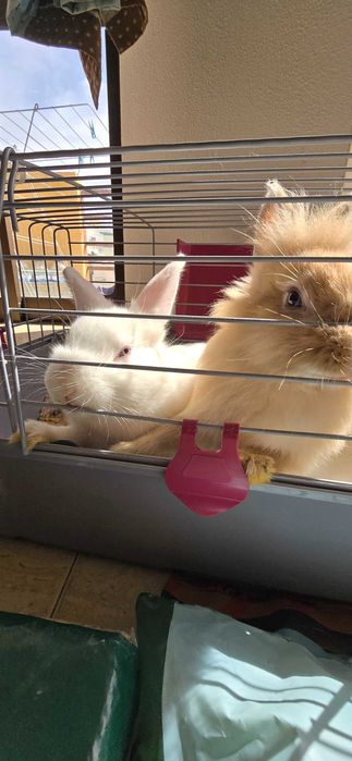Casal de coelhos anões