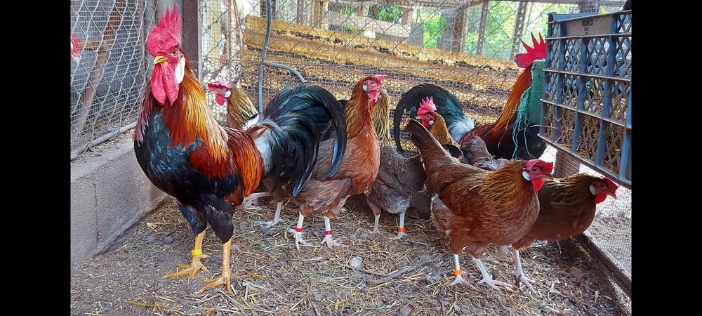Ovos galados galinhas leghorn Isabela e brown