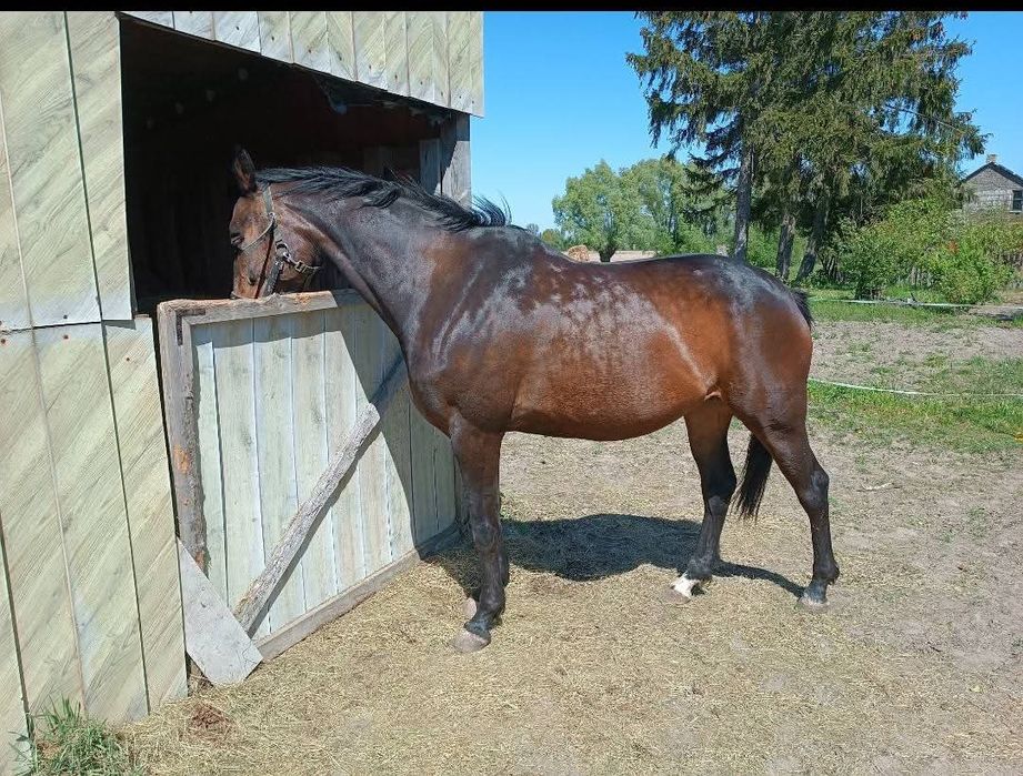 Klacz Wielkopolska z licencją