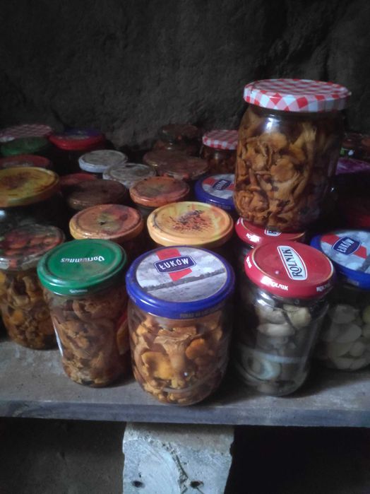 Grzyby marynowane zbiór 2025r.