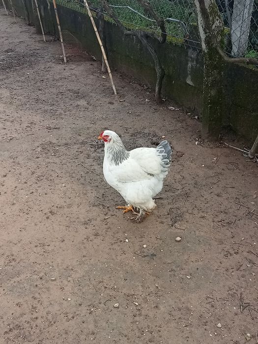 Para venda Galinhas Brama