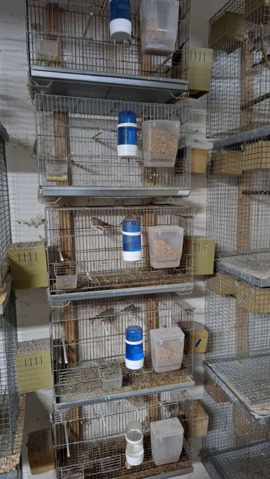 Gaiolas criaçao com ou sem acessórios