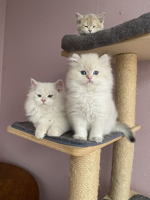 Gato British Longhair Colorpoint Branco