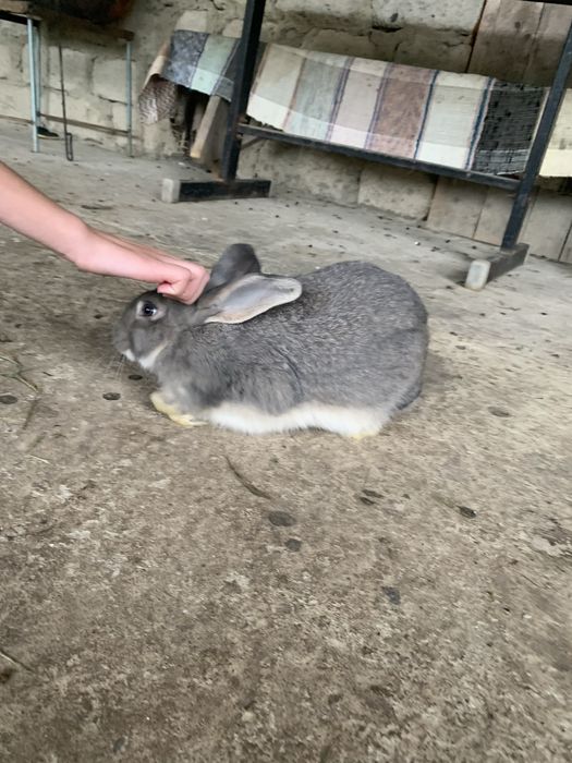 Продам кроликів різних окрасів