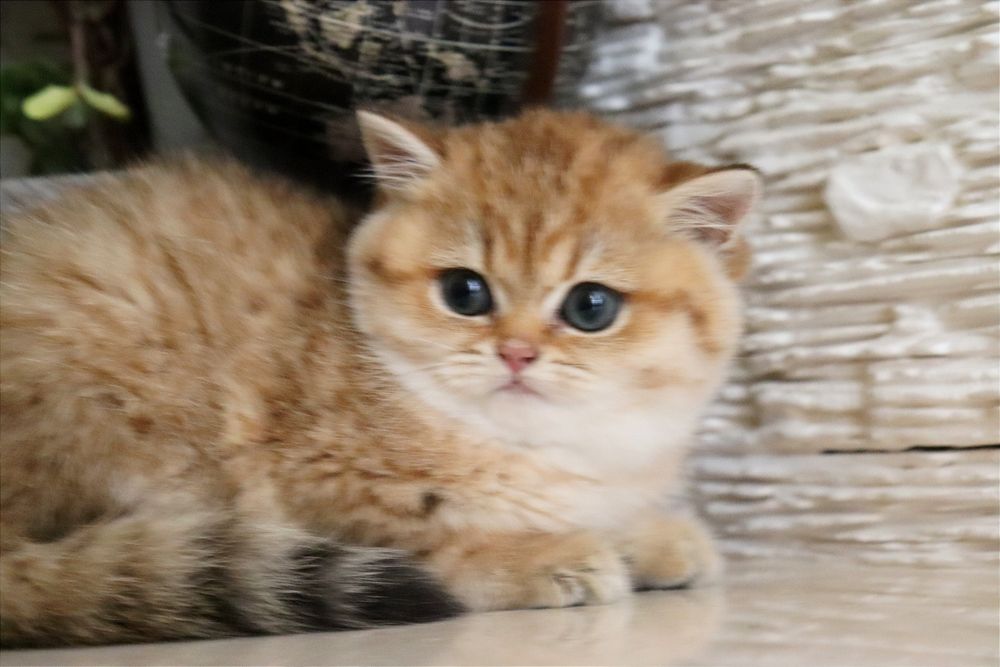 Золотая британская девочка