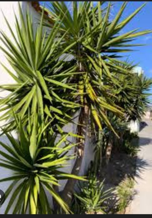 Planta Yuca, Yucca (Iúca),Yucca gigantea, Iuca