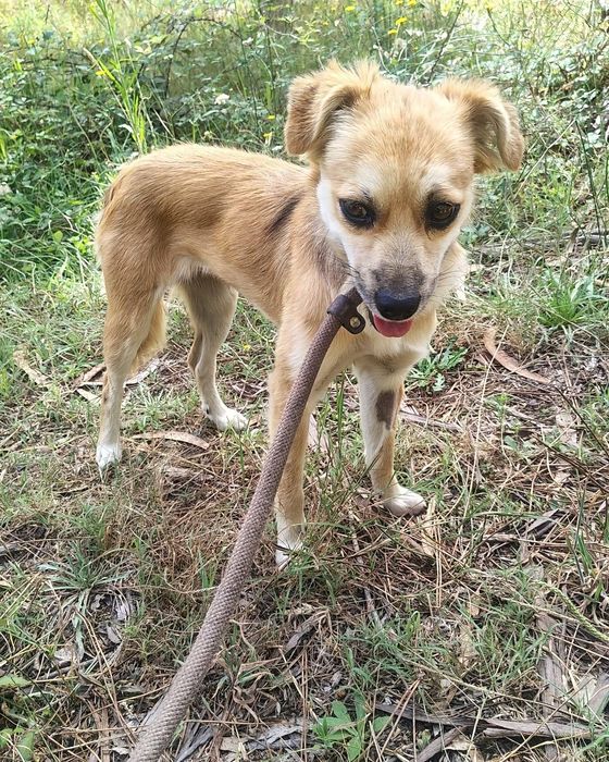 Nick- cadela de porte pequeno para adoção