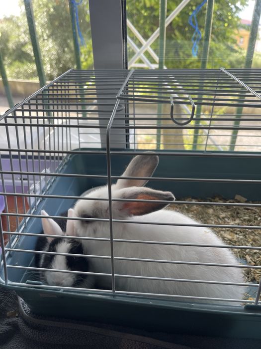 Vende se coelhos de raça