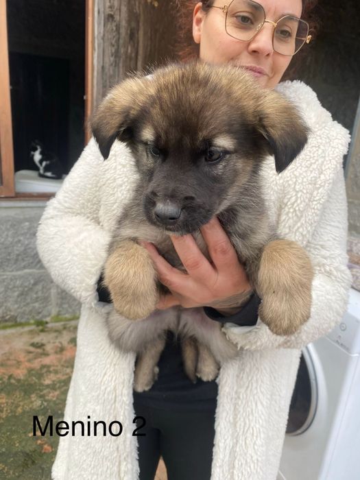 Bebés 2 meses para adoção responsável