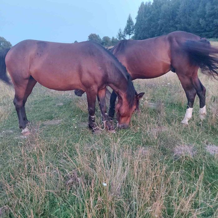 Продам молоді коні