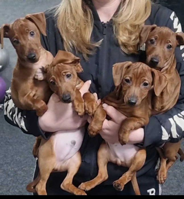 Хлопчик цвергпінчера