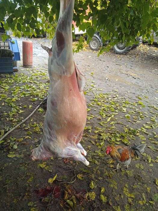 Вівці романовської породи, молодняк