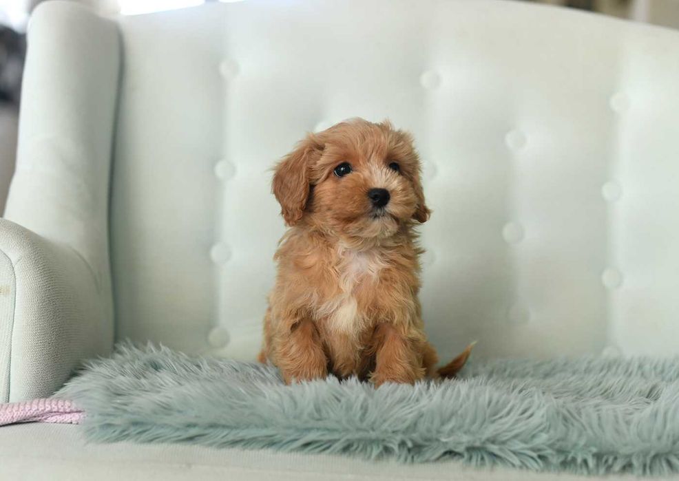 Maltipoo-sliczny maluch