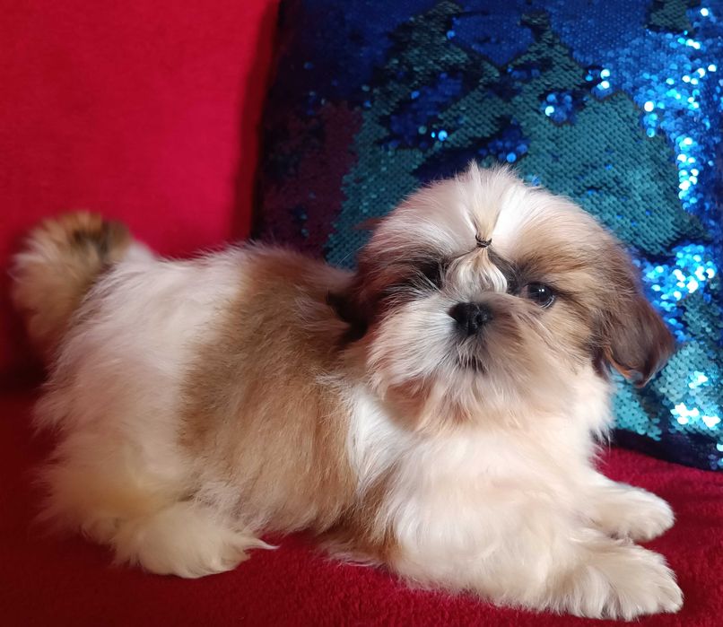 Неймовірна ши тцу МІНІ у найкращі ручки КСУ  (FCI)