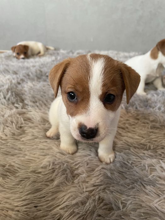 Цеценята Джек-рассел терʼєр