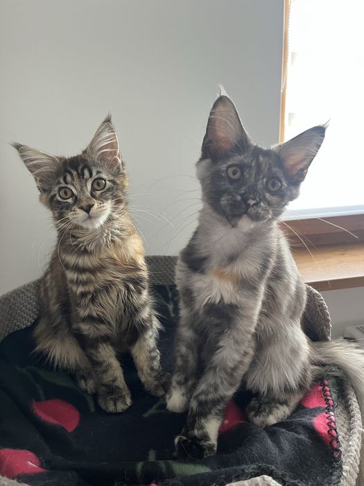 Kotka Maine Coon