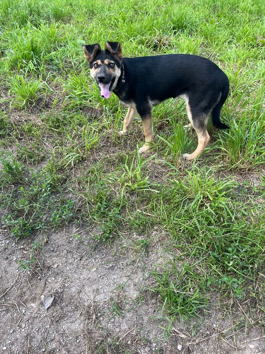 Andżelina - urocza roczna sunia