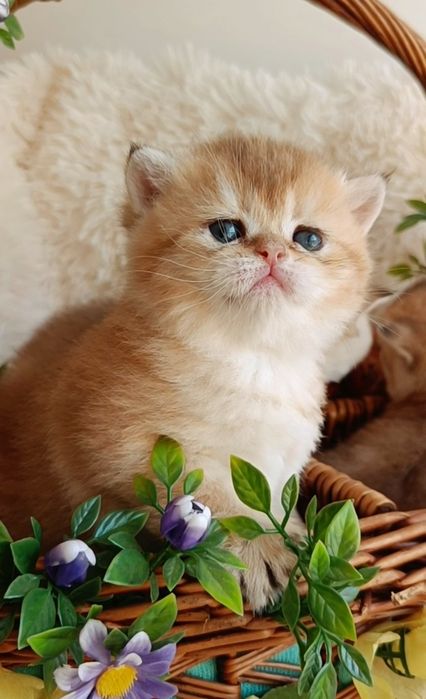 British shorthair golden chinchilla NY 11 -12